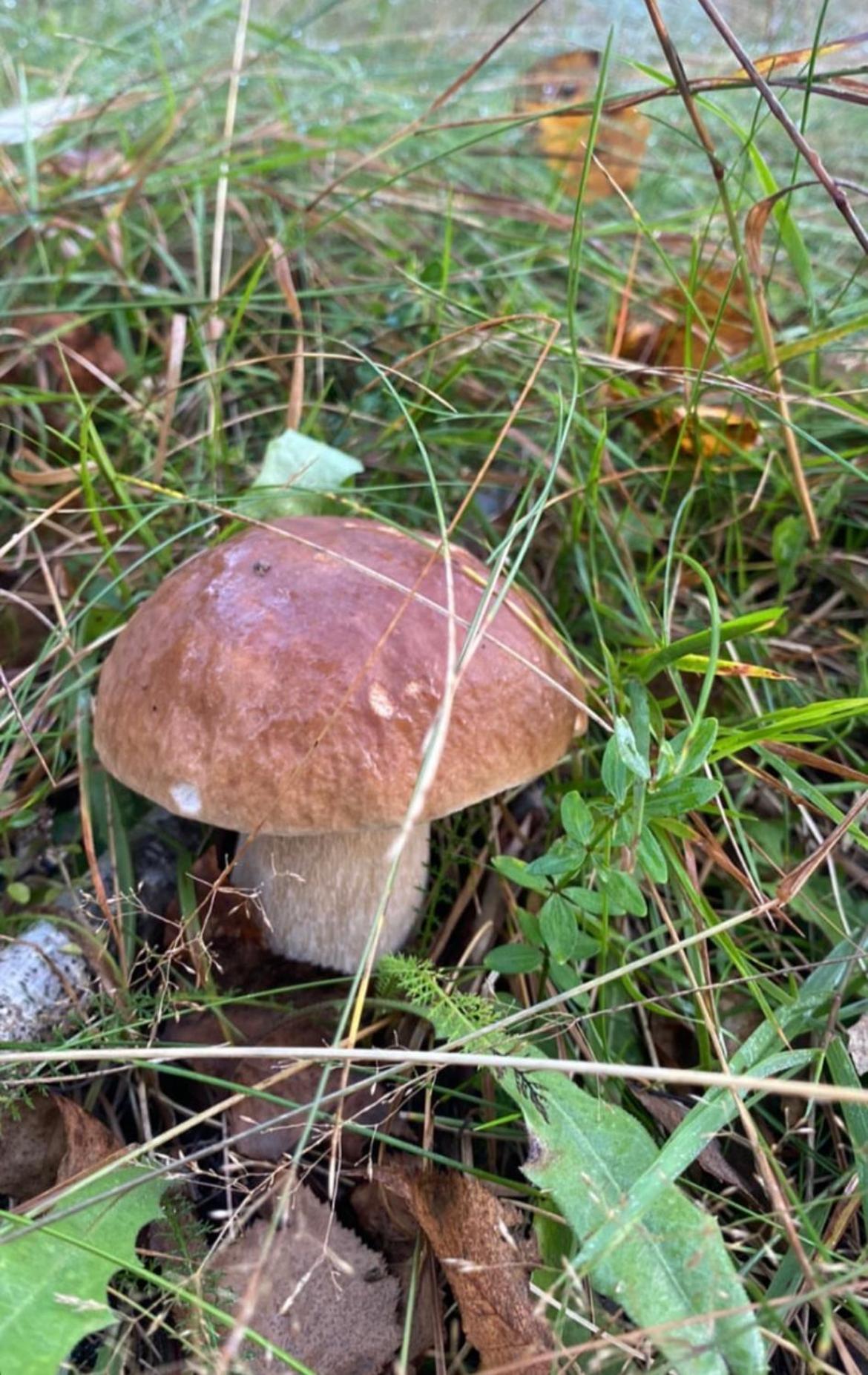 Соколів Камінь Novoselitsa  Exterior foto